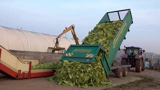 Tobacco Growing and Harvesting in Italy  Coltivazione e raccolta del tabacco in Italia [upl. by Berghoff]