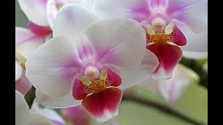 COMMENT FAIRE REFLEURIR UNE ORCHIDÉE [upl. by Harriot]