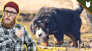 What To Do With A NEW BERNESE MOUNTAIN DOG PUPPY [upl. by Ahsimac]