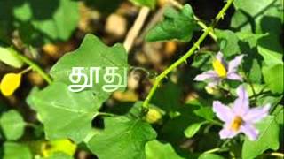 நல்ல மூலிகைகள் Mooligaigal 9 Tamil [upl. by Artemas]