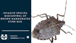 Invasive Species  Biocontrol of Brown Marmorated Stink Bug [upl. by Llennehc646]