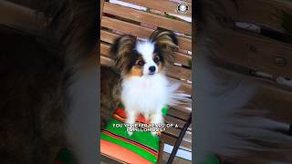 Papillon 🦋 Discover the Butterfly Dog [upl. by Karab]