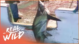 Horrific Hunting And Finning On The Japanese Coasts [upl. by Eile241]