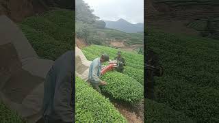 Tea picking process with handheld tea picker Good tools and machinery can increase work efficiency [upl. by Felice263]