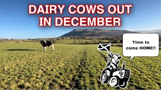 Dairy Cattle Out In DECEMBER… Better Bring THEM IN [upl. by Nolrac848]