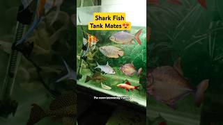 Shark Fish Tank Mates 😍 aquarium pets petsvlog petfish sharkfish shark trending shorts [upl. by Elroy161]