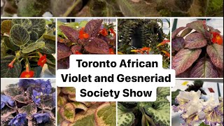 The Toronto African Violet and Gesneriad Society  Show Tables [upl. by Ecyarg]