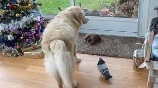 Pioupiou3  golden retriever et pigeon [upl. by Matti44]