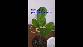 Panda ficus plant  caring tips in hindiurdu [upl. by Bosson]