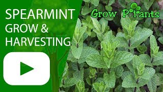 Spearmint  growing and harvesting Garden mint [upl. by Enaxor]