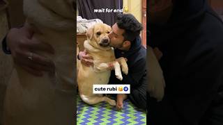 Tum ruthi rho 😂  labra rubi  youtubeshorts shorts labrador doglover funny cute viralsong [upl. by Lauzon]