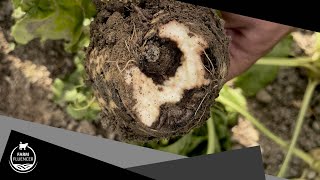 Rübenfaulheit durch Rhizoctonia solani  Zuckerrüben  Farmfluencer [upl. by Aket]