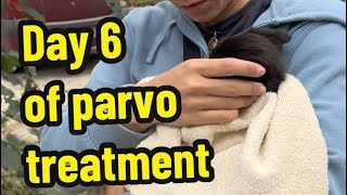 Part 12 Day 6 of parvo treatment Parvo puppies Parvovirus treatment [upl. by Gilford63]