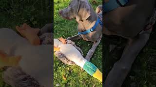 Weimaraner puppy SCHATTEN 6 month old October 2024 [upl. by Angie]