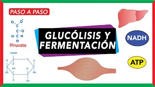 Glucólisis pasos y destino del piruvato fermentación [upl. by Ayit]