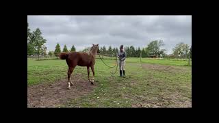 Training yearling horse gets scary [upl. by Wilkey]