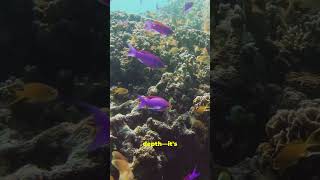 The great Blue Hole in Belize 2nd stop in underwater paradise discoverbelize [upl. by Enelad309]