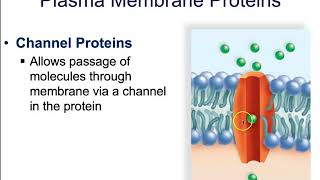 51 The Plasma Membrane Structure and Function [upl. by Donald674]