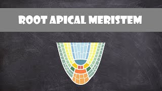 Root Apical Meristem Structure  Plant Biology [upl. by Taddeusz425]