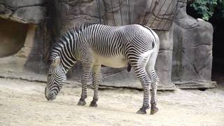 Zoo Zebra [upl. by Gaby692]