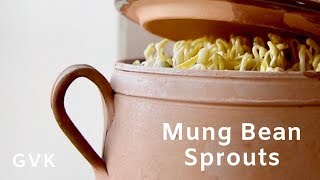 Mung Bean Sprouts [upl. by Remy]