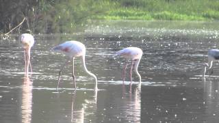 Flamenco común  Flamenc  Phoenicopterus roseus  Comiendo [upl. by Martinic]