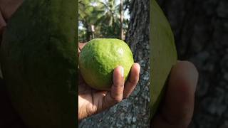 spicy guava 😇cooking trending pickle viral [upl. by Lebna]