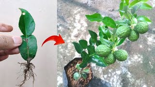 Good skills Growing a graft kaffir lime tree from kaffir lime leaves [upl. by Sonia]