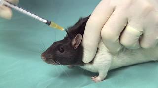 How to Give a Subcutaneous Injection to a Rat  Administration Procedure VideoSC Sites amp Techniques [upl. by Arhat]