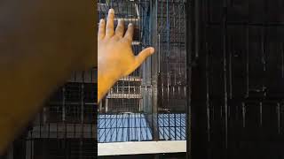 12 portion cage new model very reasonable price half angle 1411 wire birds cages houseofcage [upl. by Enyamart]