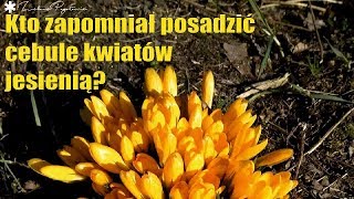 Kto zapomniał wsadzić cebule tulipanów jesienią [upl. by Dyob]