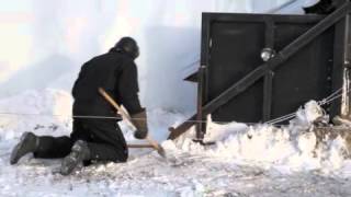 Self Feeding Silage Bag Demonstration [upl. by Alwyn]