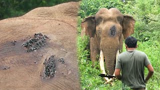 Duel Between two Tuskers ended up with defeated Elephant suffered with Abscess forming deep wound [upl. by Suoirtemed]