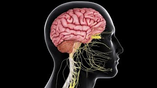 Physiology CNS  Motor  lecture 5  part 1  Basal Ganglia  DrNagi  Arabic [upl. by Lladnarc]