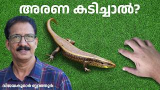 അരണക്കാര്യം Skink  neither poisonous nor venomous അരണ വിഷം animals skink facts educational [upl. by Alwitt]