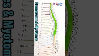 dermatomes amp myotomes  by dr nida ilahi shorts education [upl. by Myrtie701]