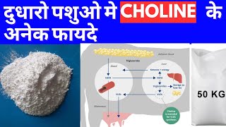 दुधारो पशुओ मे Choline के अनेक फायदे  Choline importance in dairy drcharandeep [upl. by Sheeran]