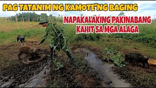 MAPAPAKINABANGAN PA ANG MGA BAGING PAKAIN SA BABOY [upl. by Pattani]