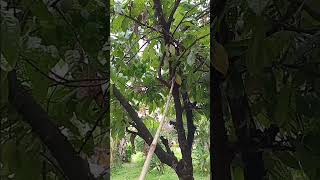 Harvesting a tall cocoa tree  shorts cashcrop harvest 💰 🤑  🎶 [upl. by Helban]