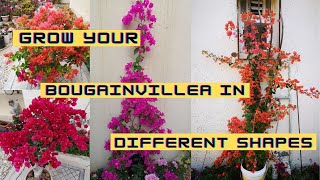 How to grow bougainvillea in different shapes  Train your bougainvillea into different shapes [upl. by Clover]