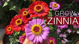 Zinnia Flower  Zinnia Plant Care  Growing Zinnias From Seed [upl. by Kylynn964]