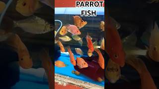 PARROT FISHparrotfishparrotfishtankaquariumaquariumfishgoldfishworldfishtankfishspeciespet [upl. by Lustig]