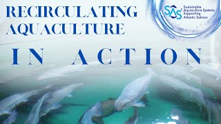 Showing a Recirculating Aquaculture System in Action [upl. by Gerstein313]