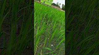 🔥paddy seeds harvesting agriculture  paddy agriculture [upl. by Ahsenar]