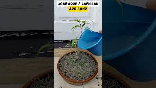 AGARWOOD TREE tutorialsvideo bonsailovers gardening plantslover plantito plantita [upl. by Adnelg]