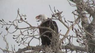 Bald Eagle Calling [upl. by Valenba343]