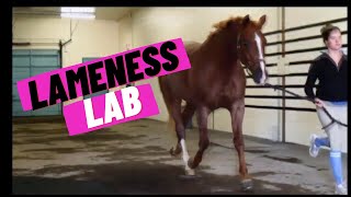 Lameness Lab 1 Is this horse lame [upl. by Parris368]