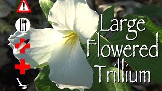 Large Flowered Trillium Edible Medicinal Cautions amp Other Uses [upl. by Bennett]