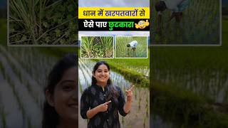 धान में post emergence weed management l Dhan Ki Kheti dhan paddy farming agrostar shorts [upl. by Samson]