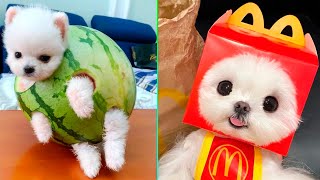 Cute Pomeranian Puppies Doing Funny Things 6  Cute and Funny Dogs  Mini Pom [upl. by Noied212]